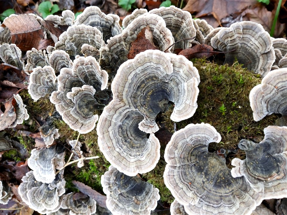 turkey-tail (Trametes versicolor)