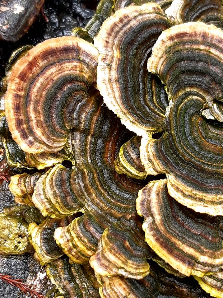 turkey-tail (Trametes versicolor)