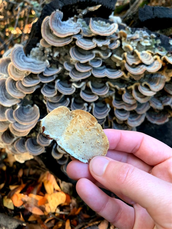 turkey-tail (Trametes versicolor)