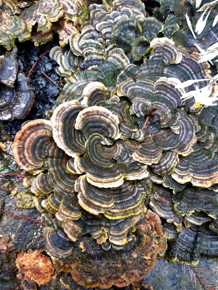 turkey-tail (Trametes versicolor)