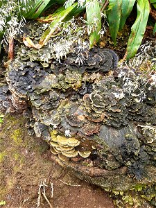 turkey-tail (Trametes versicolor) photo