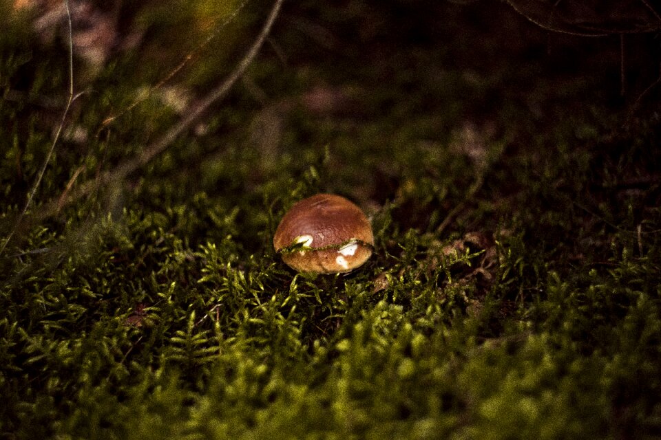 Autumn mushrooms red