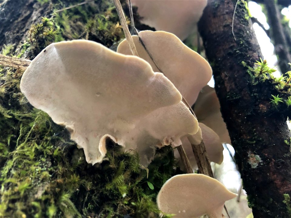 turkey-tail (Trametes versicolor)