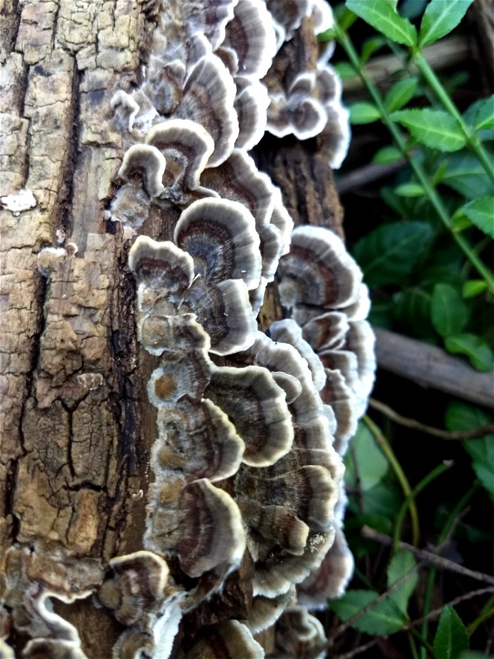 turkey-tail (Trametes versicolor)