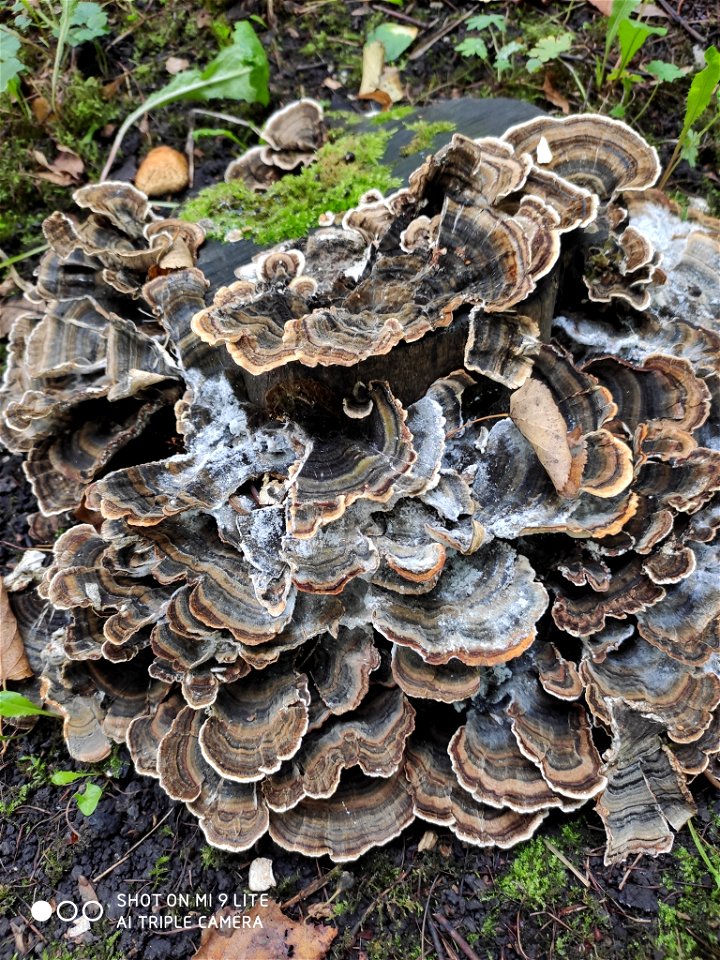 turkey-tail (Trametes versicolor)