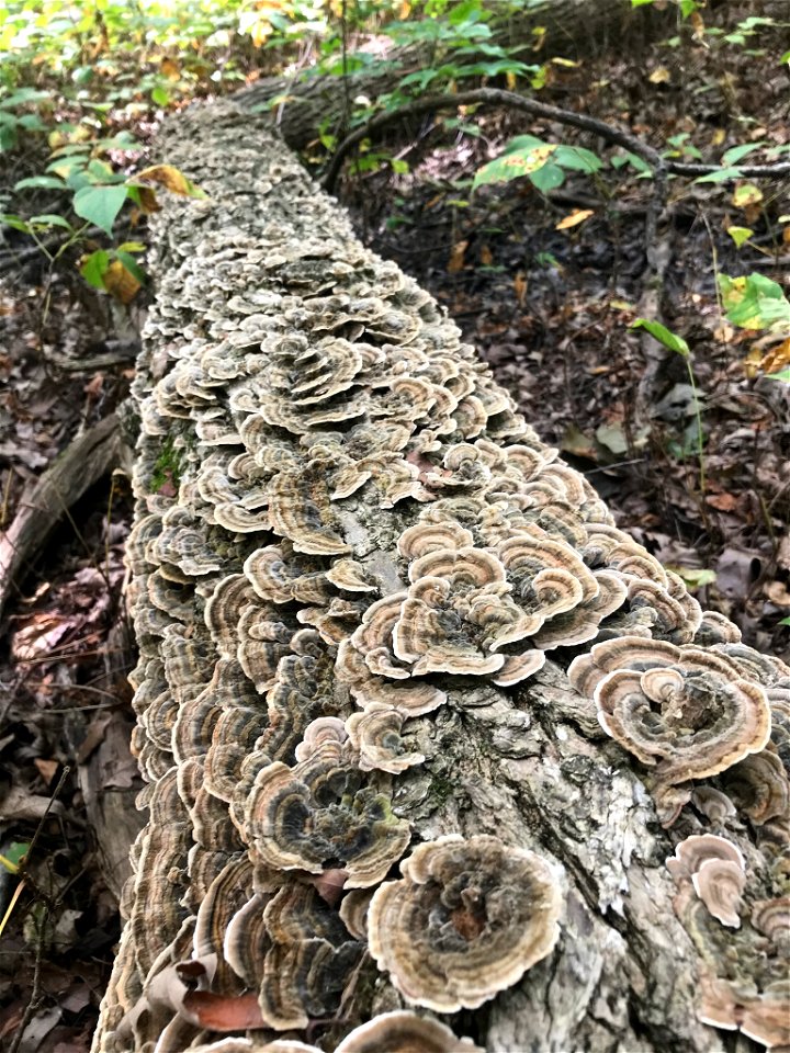 turkey-tail (Trametes versicolor)