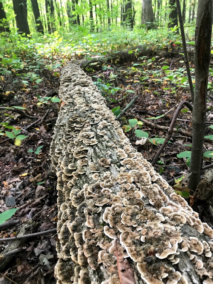 turkey-tail (Trametes versicolor)
