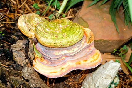 This lingzhi mushroom has been growing now for about five months, before then a oak tree was cut down about a year earlier. What started out as a single steam, now three are present.