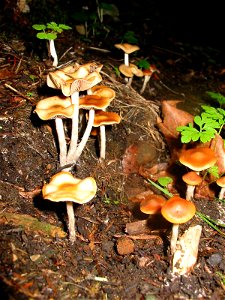 Psilocybe cyanescens in situ
Seattle Washington

September 2005