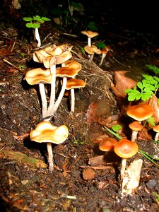 Psilocybe cyanescens in situ Seattle Washington September 2005 photo