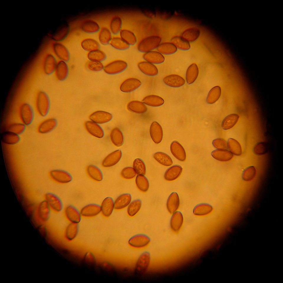 Psilocybe cyanescens spores.  1000x.  BlimeyGrimey collection, Seattle, WA.