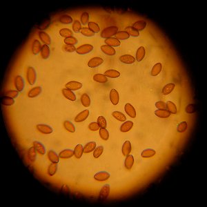 Psilocybe cyanescens spores. 1000x. BlimeyGrimey collection, Seattle, WA. photo