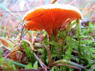 Pfifferling (Cantharellus cibarius) im Naturschutzgebiet Hirschacker und Dossenwald