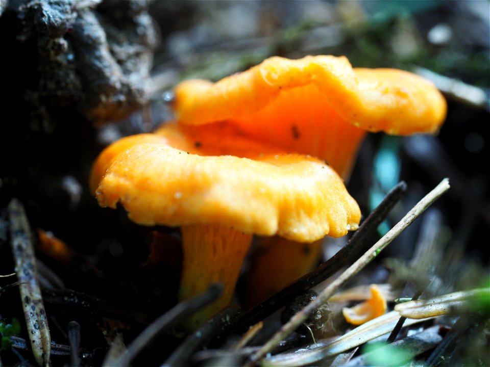 Golden Chanterelle (Cantharellus cibarius)