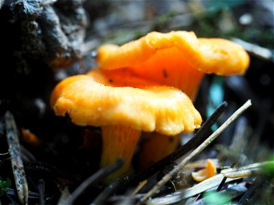 Golden Chanterelle (Cantharellus cibarius) photo