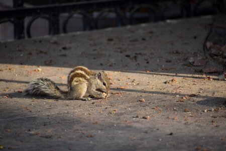Rodent cute food