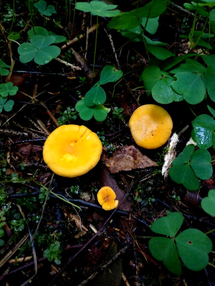 Golden Chanterelle (Cantharellus cibarius)