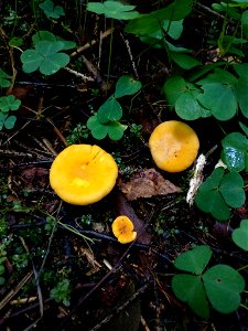 Golden Chanterelle (Cantharellus cibarius) photo