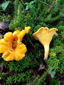 Golden Chanterelle (Cantharellus cibarius) photo