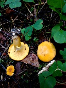 Golden Chanterelle (Cantharellus cibarius) photo