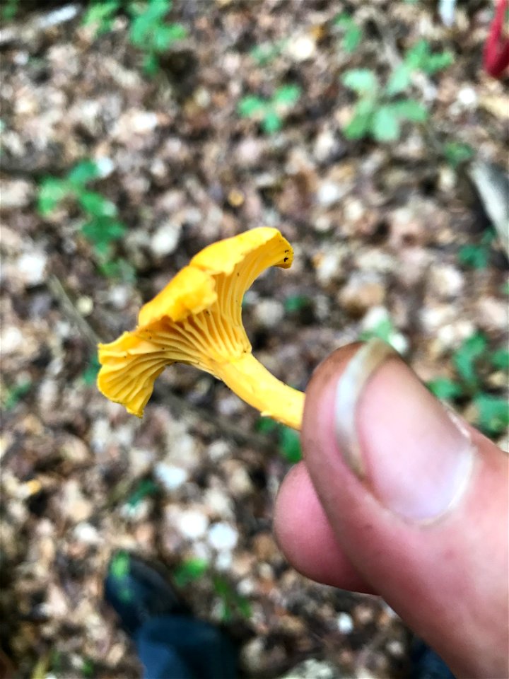 Golden Chanterelle (Cantharellus cibarius)