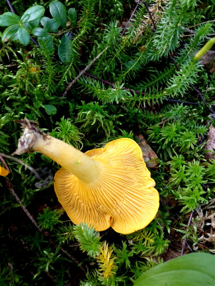 Golden Chanterelle (Cantharellus cibarius)