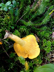 Golden Chanterelle (Cantharellus cibarius)