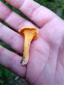 Golden Chanterelle (Cantharellus cibarius) photo