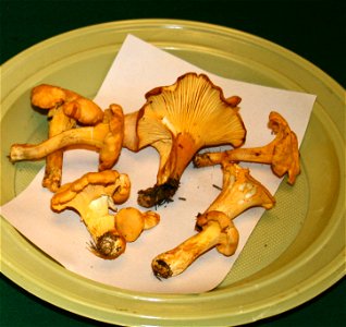Cantharellus Cantharellus cibarius on Prague international mushroom exhibition 2008, Czech Republic photo