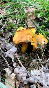 Golden Chanterelle (Cantharellus cibarius) photo