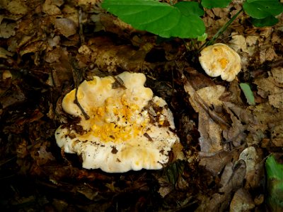 Golden chanterelle (Cantharellus cibarius). Ukraine photo