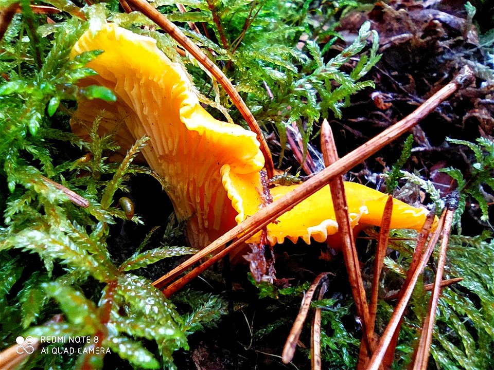 Golden Chanterelle (Cantharellus cibarius)