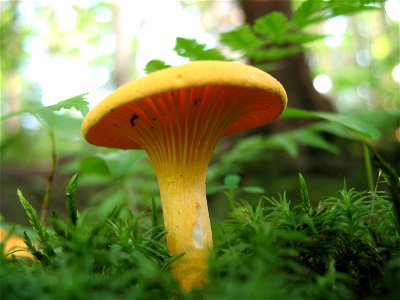 chanterelle photo