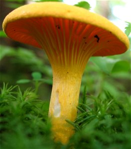 fungi photo