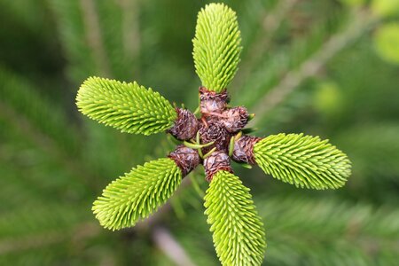 New life forest tree