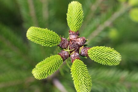 New life forest tree photo