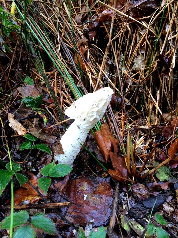 common stinkhorn (Phallus impudicus)