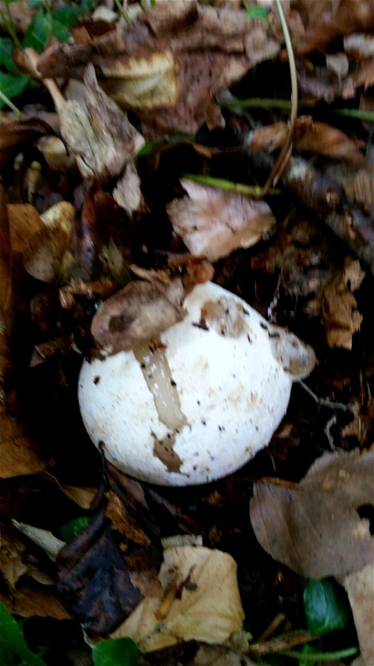 common stinkhorn (Phallus impudicus)