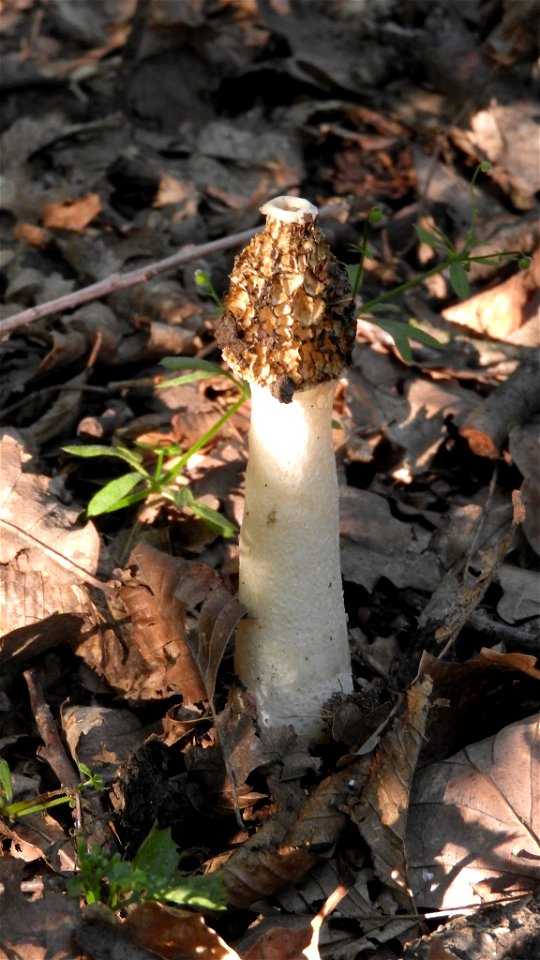 common stinkhorn (Phallus impudicus) photo