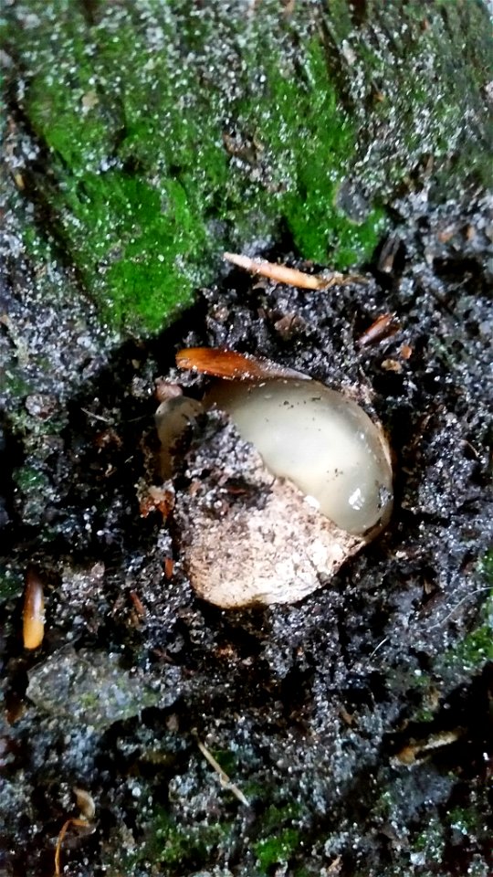 common stinkhorn (Phallus impudicus) photo