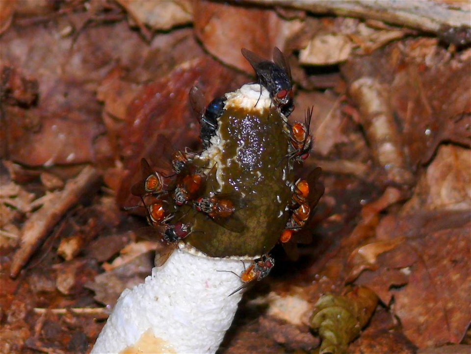 Flies on a Stinkhorn photo