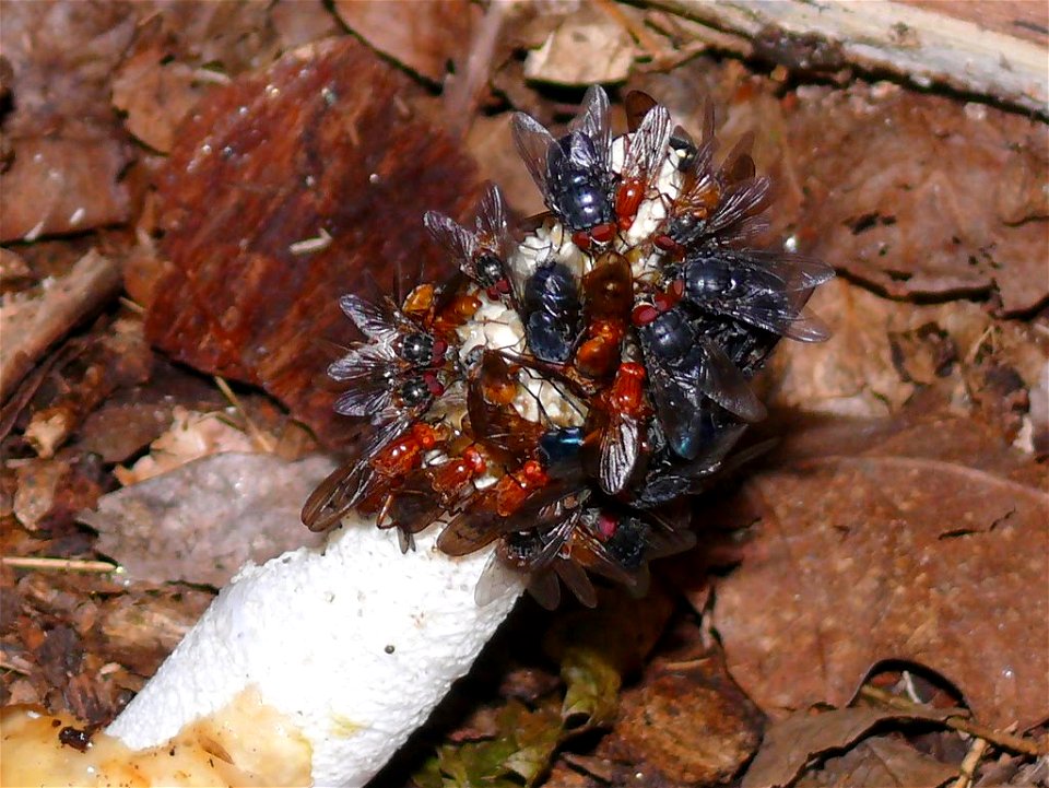 Flies on the gleba 3