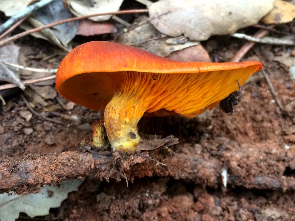European jack-o'-lantern (Omphalotus olearius)