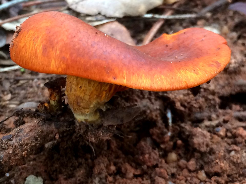 European jack-o'-lantern (Omphalotus olearius)