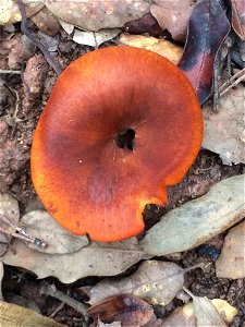 European jack-o'-lantern (Omphalotus olearius)