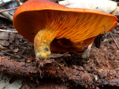 European jack-o'-lantern (Omphalotus olearius)