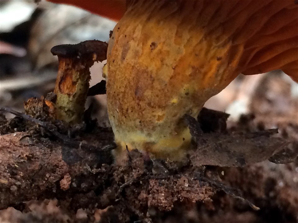 European jack-o'-lantern (Omphalotus olearius)