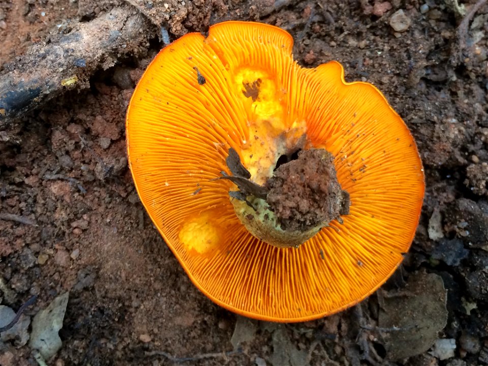 European jack-o'-lantern (Omphalotus olearius)