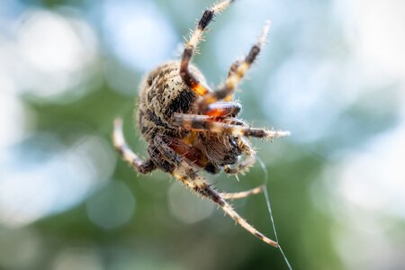 Macro nature cobweb