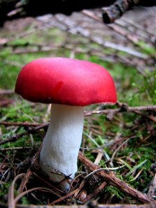 mushroom photo